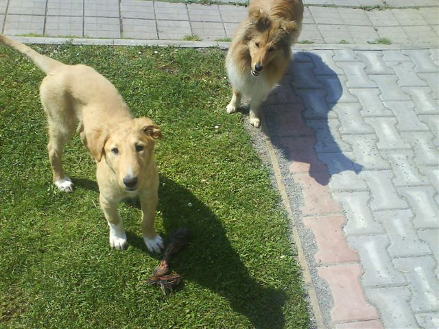 Adélka 9,5 month and Kiara Majove Bohemia (4).JPG