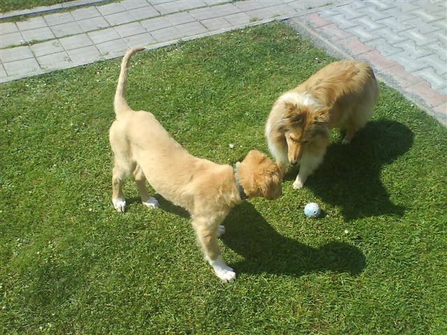 Adélka 9,5 month and Kiara Majove Bohemia (5).JPG